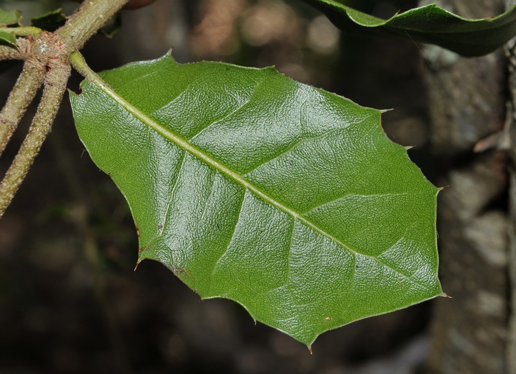 Quercus coccifera L. /  Quercia spinosa